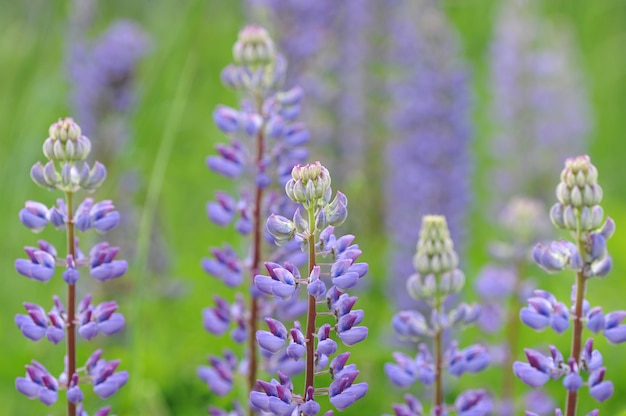 Hintergrund von der Blume des Lupine