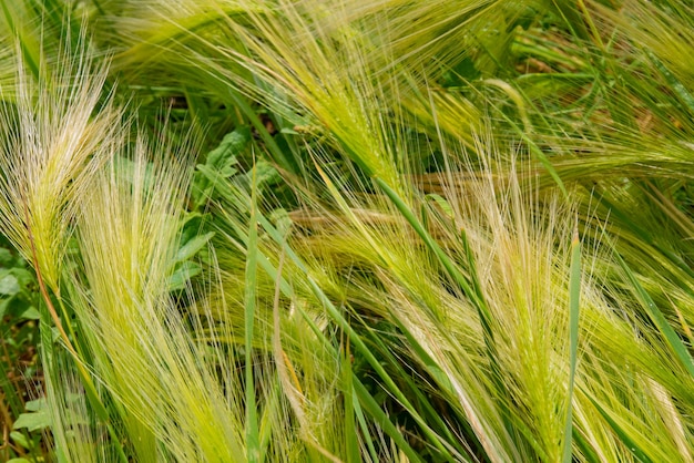 Hintergrund von flauschigen Ährchen aus grüner Gerste Nahaufnahme