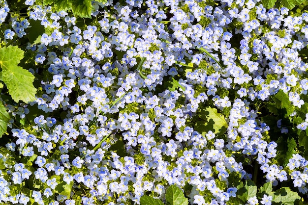 Hintergrund von Forgetmenot-Blumen