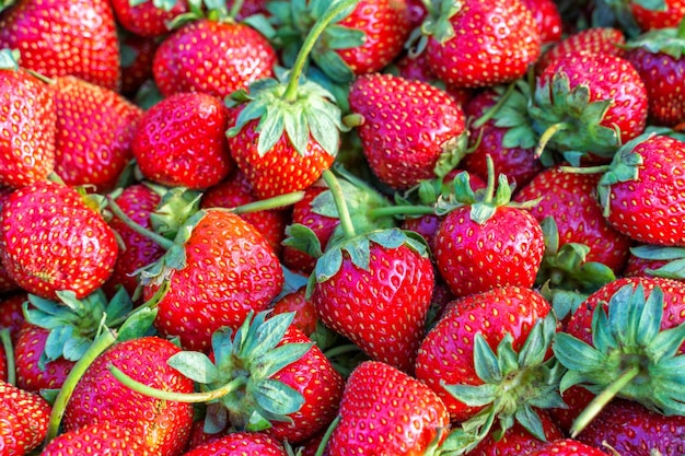 Hintergrund von frischen Erdbeeren im Sommer im Garten eines Landhauses natürliches Licht