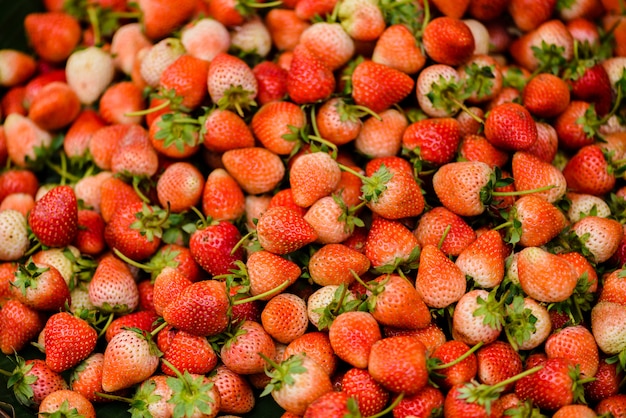 Hintergrund von frischen geernteten Erdbeeren