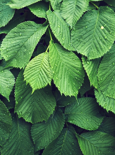 Hintergrund von frischen grünen Blättern.