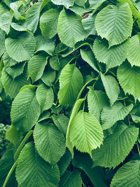 Hintergrund von frischen grünen Blättern.