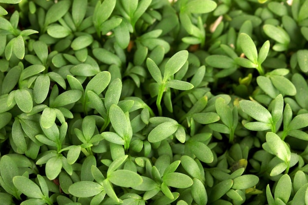 Hintergrund von Gartenkresse in der Nähe