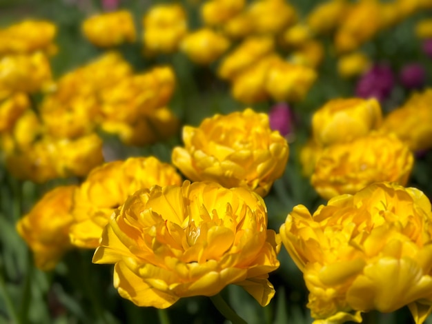 Hintergrund von gelben Tulpen