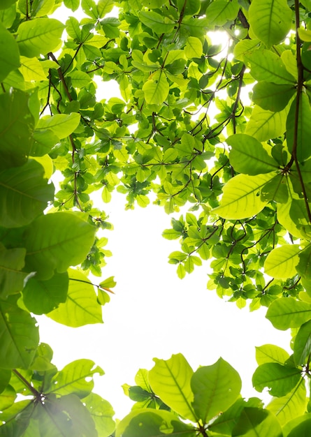 Hintergrund von grünen Blättern auf Baum