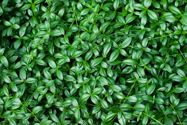 Hintergrund von grünen frischen Blättern