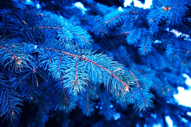 Hintergrund von hellblauen Zweigen der blauen Kiefer im Winter.