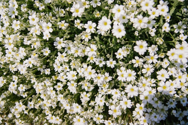 Hintergrund von kleinen weißen Blumen Gartendekoration Sonnenlicht Ansicht von oben