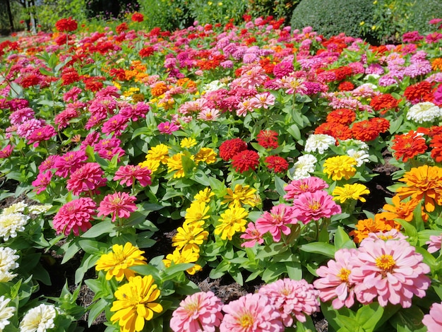 Hintergrund von mehrfarbigen Blumen im Feld in der Tageszeit