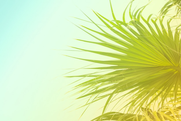 Hintergrund von Palmblättern mit Sonnenlicht