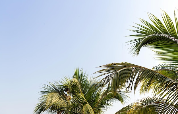 Hintergrund von Palmen vor dem blauen Himmel Palmen und Kokospalmen Sommerkonzept