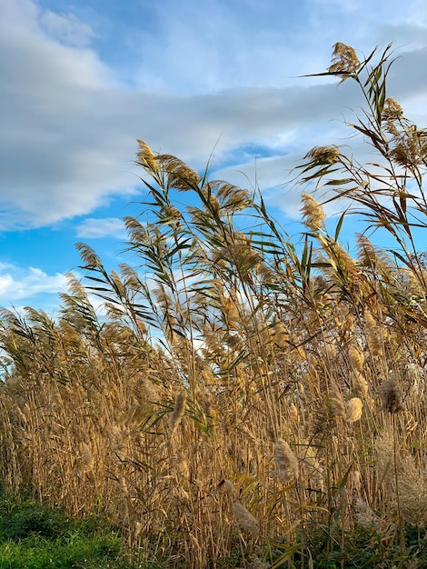 Foto hintergrund von phragmites australis in der natur