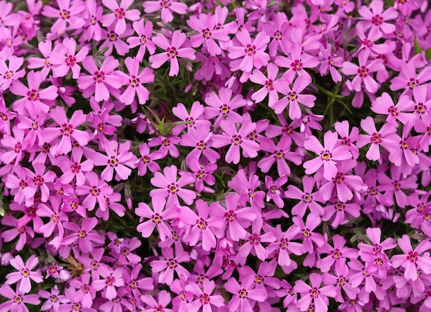 Hintergrund von purpurroten Blumen Phlox im Frühjahr