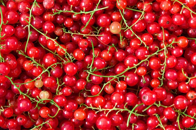 Hintergrund von reifen saftigen Beeren der roten Johannisbeere