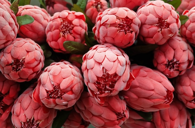 Hintergrund von roten künstlichen protea aristata flowers