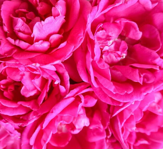 Foto hintergrund von schönen rosa rosen ideal für grußkarten zum valentinstag zum hochzeitsgeburtstag