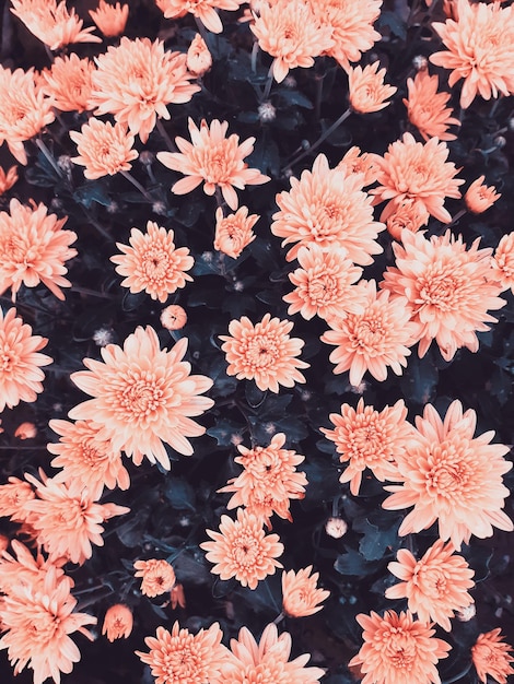 Hintergrund von schönen Wildblumen. Ansicht von oben, Hintergrund für Design