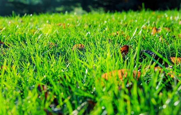 Hintergrund von Tautropfen auf hellgrünem Gras