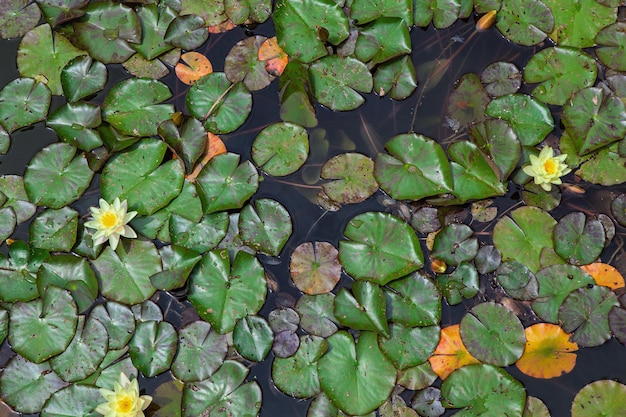 Hintergrund von Wasserpflanzen im Sommer