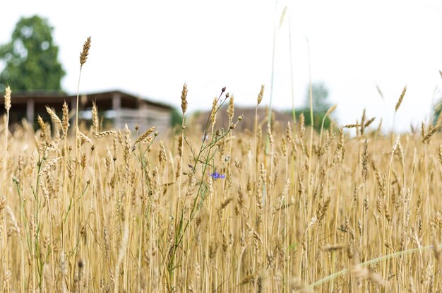 Hintergrund von Weizenspitzen Vordergrund der Weizenpflanze