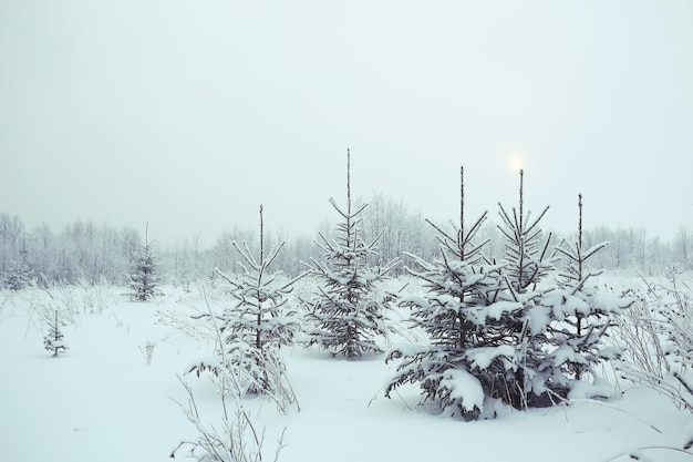 Hintergrund Winterwald mit Schnee bedeckt