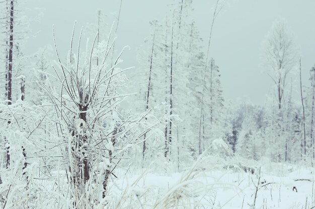 Hintergrund Winterwald mit Schnee bedeckt