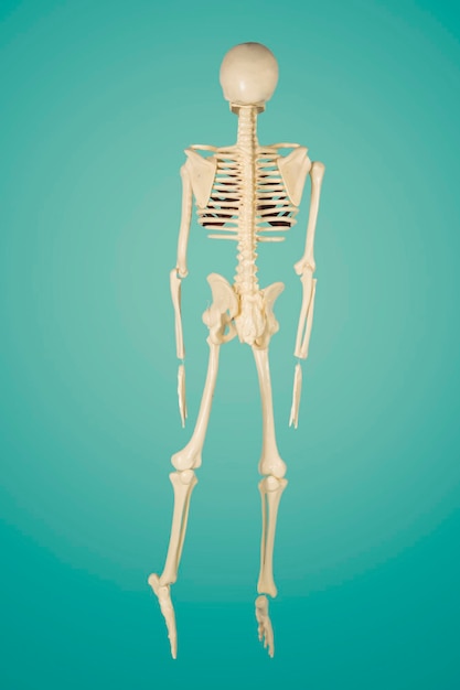 Hintergrundansicht der menschlichen Knochenstruktur