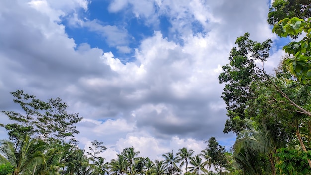 Hintergrundansicht des blauen Himmels mit Waldbäumen in Indonesien