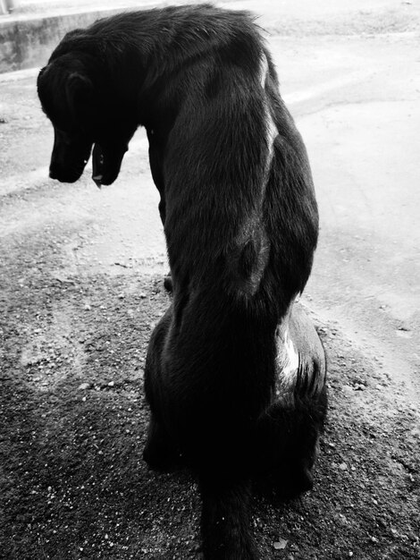 Foto hintergrundansicht des hundes, der wegblickt