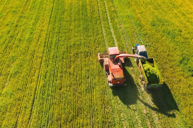 Hintergrundansicht einer Frau, die auf einem grasbewachsenen Feld steht