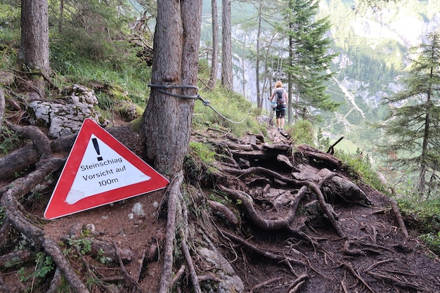 Foto hintergrundansicht einer frau, die im wald spazieren geht