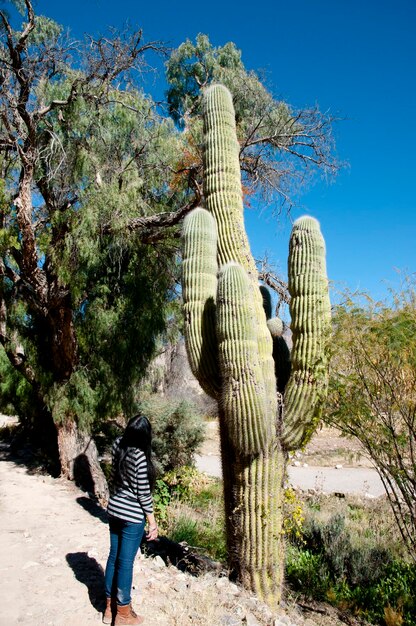 Foto hintergrundansicht einer frau, die neben einem kaktus gegen den himmel steht