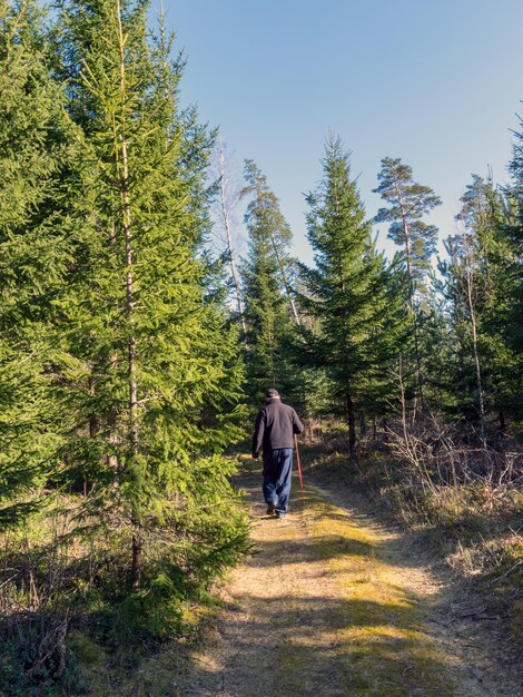 Hintergrundansicht eines Mannes, der auf einem Fußweg inmitten von Bäumen im Wald geht