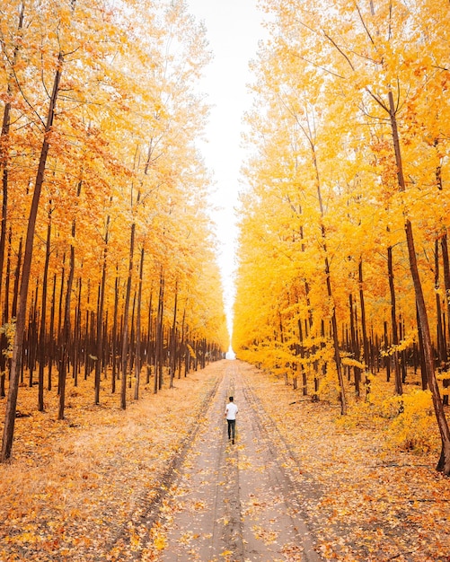Hintergrundansicht eines Mannes, der im Herbst im Wald spazieren geht.