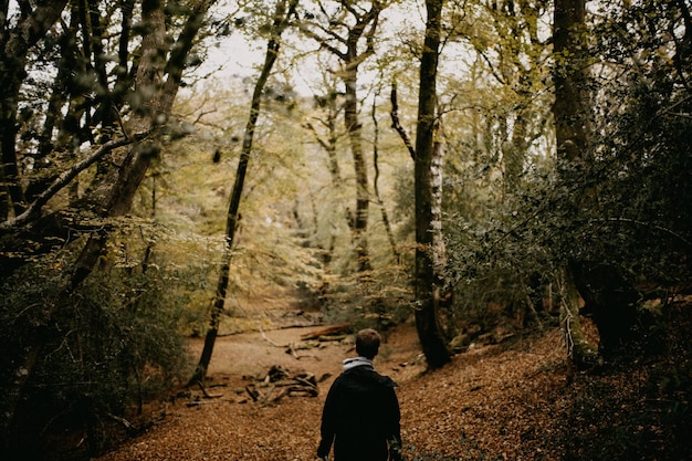 Hintergrundansicht eines Mannes, der im Wald spazieren geht