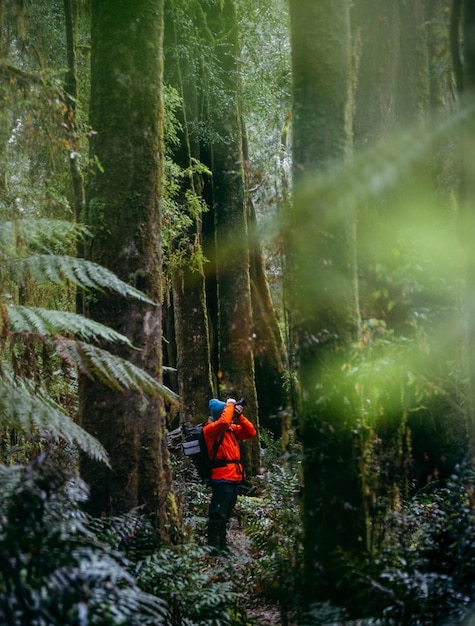 Hintergrundansicht eines Mannes, der im Wald spazieren geht