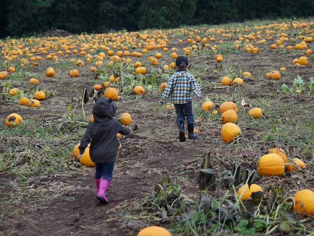 Hintergrundansicht von Kindern auf einem Kürbissfeld