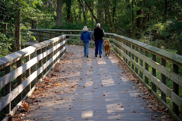 Foto hintergrundansicht von menschen mit hund, die auf einer fußgängerbrücke im wald spazieren gehen