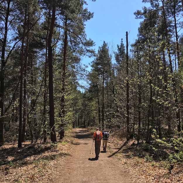 Hintergrundansicht von Wanderern, die auf einem Fußweg im Wald spazieren gehen