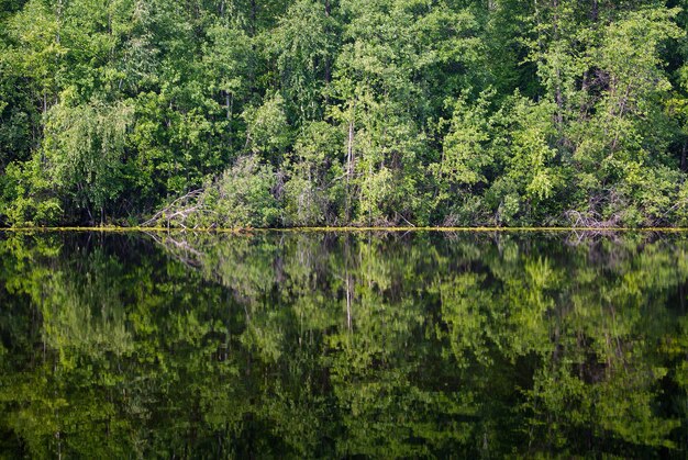 Hintergrundbäume und -sträucher spiegeln sich in einer Waldseeuferlinie in der Mitte des Bildes