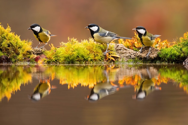 Hintergrundbeleuchtetes Foto einer Kohlmeisegruppe, die im sonnenbeschienenen Herbst neben einem bunten Teich sitzt sitting