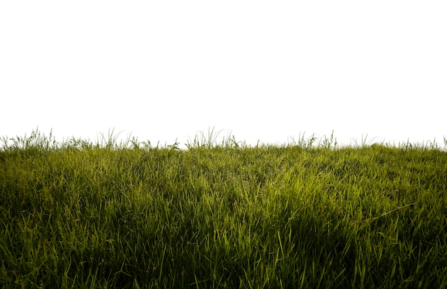 Hintergrundbeleuchtetes grünes Gras isoliert auf weißem Hintergrund