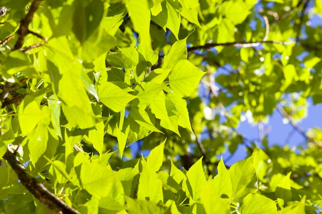 Hintergrundbeleuchtetes Laub eines Laubbaums