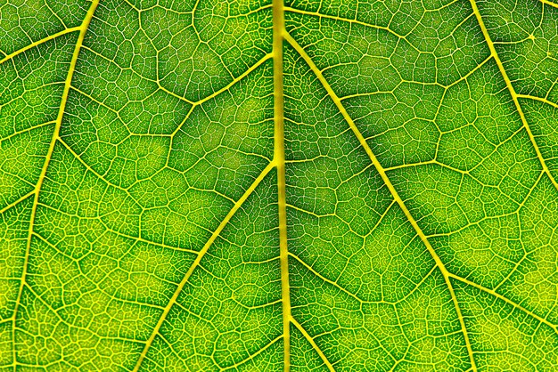 Hintergrundbeschaffenheit des grünen Blattes Makrophotographie des grünen Blattes