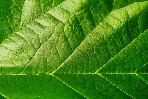 Hintergrundbeschaffenheit des grünen Blattes