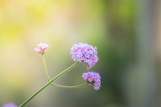 Hintergrundbild der bunten Blumen