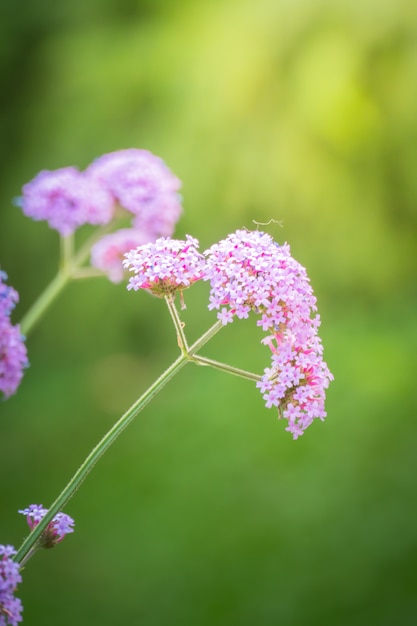 Hintergrundbild der bunten Blumen