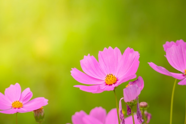 Hintergrundbild der bunten Blumen