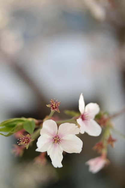 Hintergrundbild der Kirschblüte.